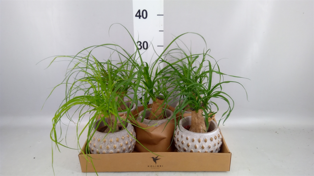 Beaucarnea Recurvata 9Ø 32cm