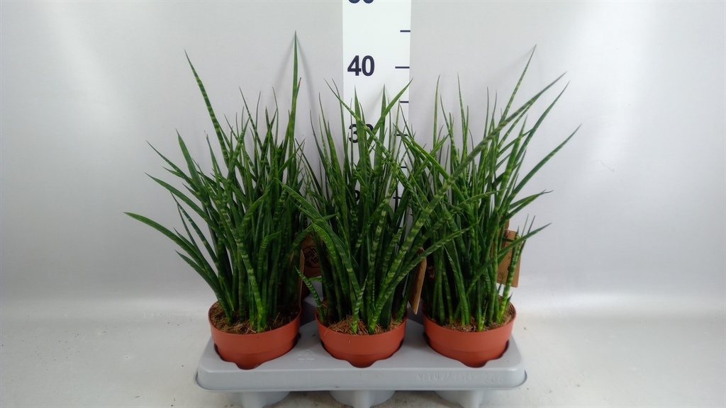Sanseveria Fernwood 12Ø 50cm