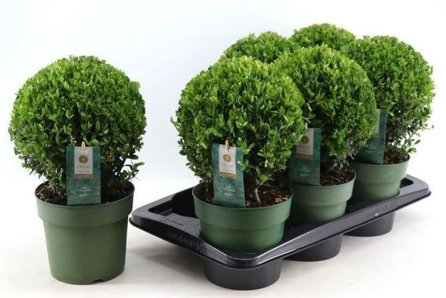 Ilex Jenny 17Ø 35cm