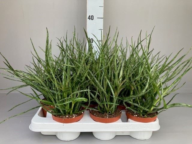 Aloe Overig 11Ø 30cm