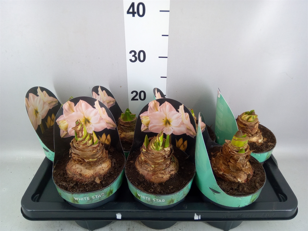 Hippeastrum White Star 14Ø 25cm