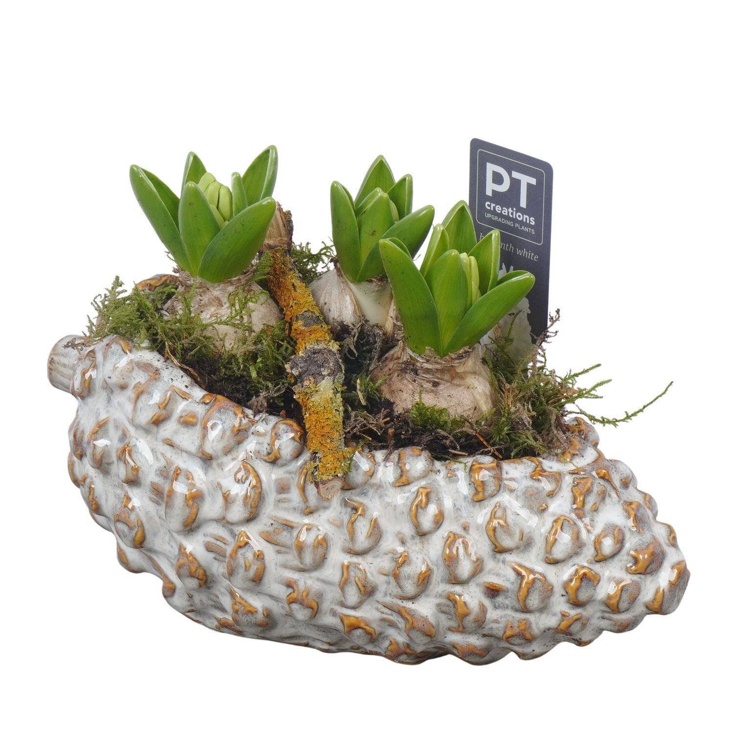Arrangement Hyacinth 24Ø