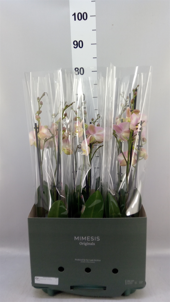 Phal Ov Roze 12Ø 70cm