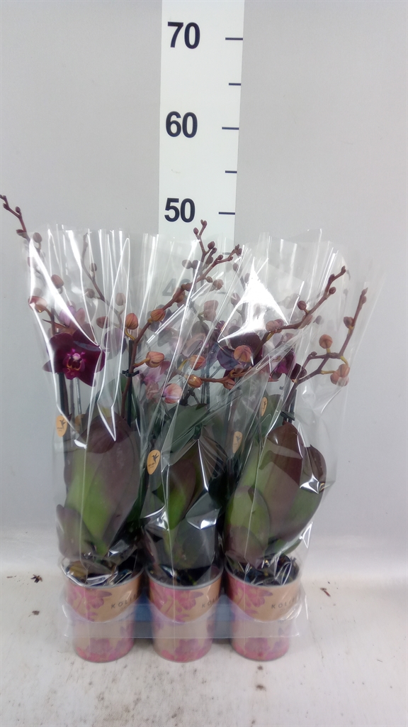 Phalaenopsis Anthura Cartagena 9Ø 40cm 2st