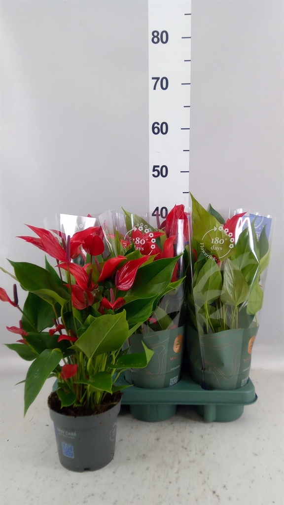 Anthurium Banderola Lava 12Ø 40cm