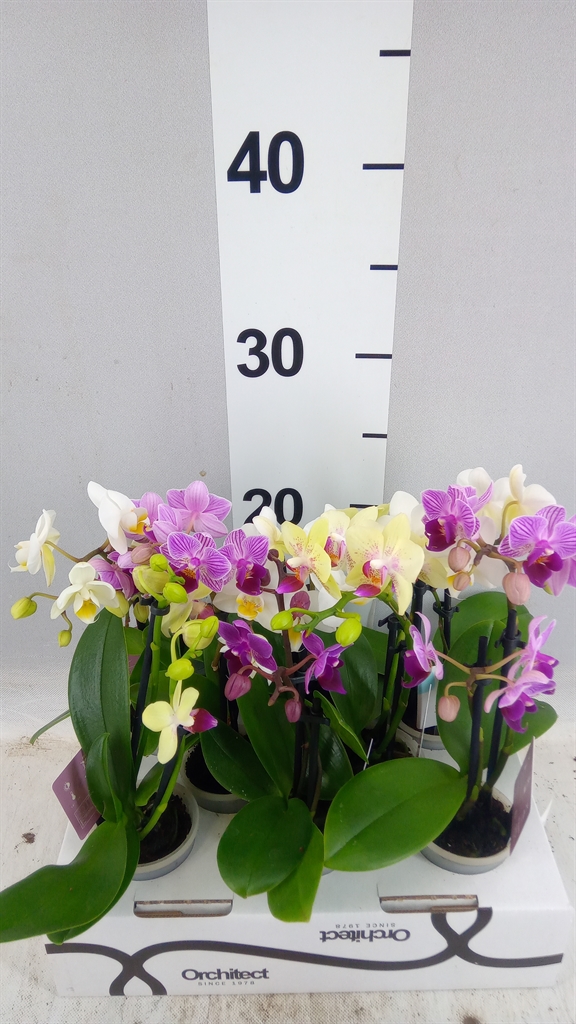 Phalaenopsis Mini 6Ø 17cm 2st
