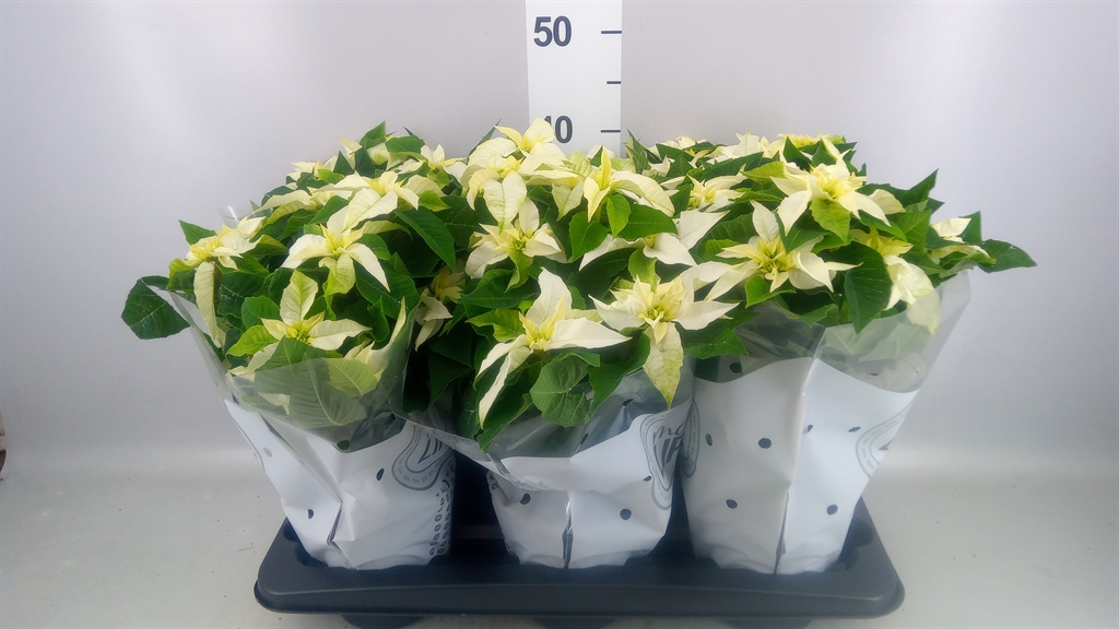 Euphor Princettia Pure White 14Ø 35cm