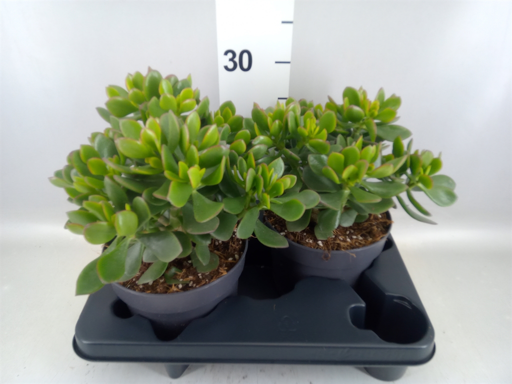 Crassula Minova Magic 17Ø 30cm