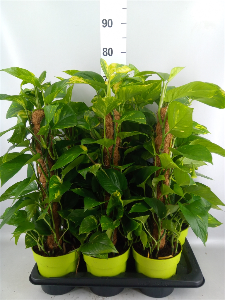 Epipremnum Moss Stick 17Ø 70cm
