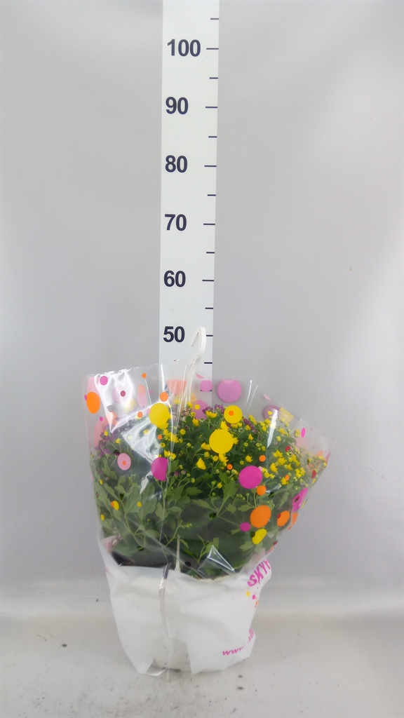 Chrysanthemum Skyfall Mix 25Ø 35cm