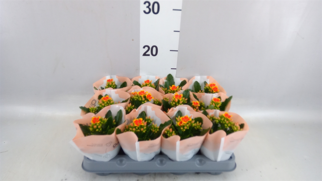 Kalanchoe Single Else Flowers African Robbie 6Ø 14cm