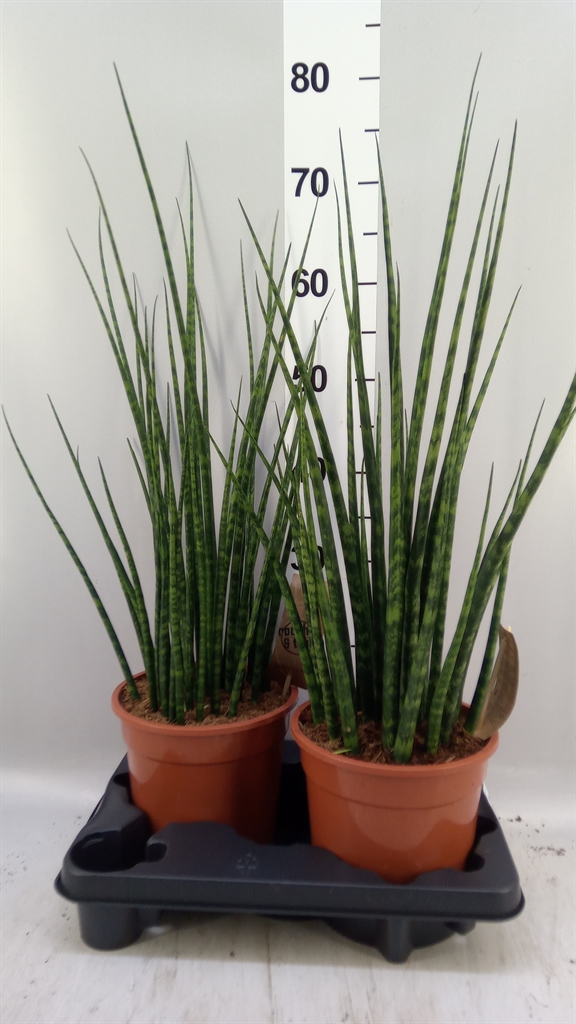 Sansev Fernwood 19Ø 70cm