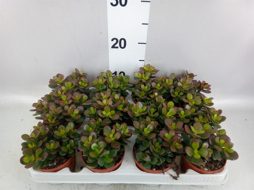 Crassula Minor 8Ø 10cm