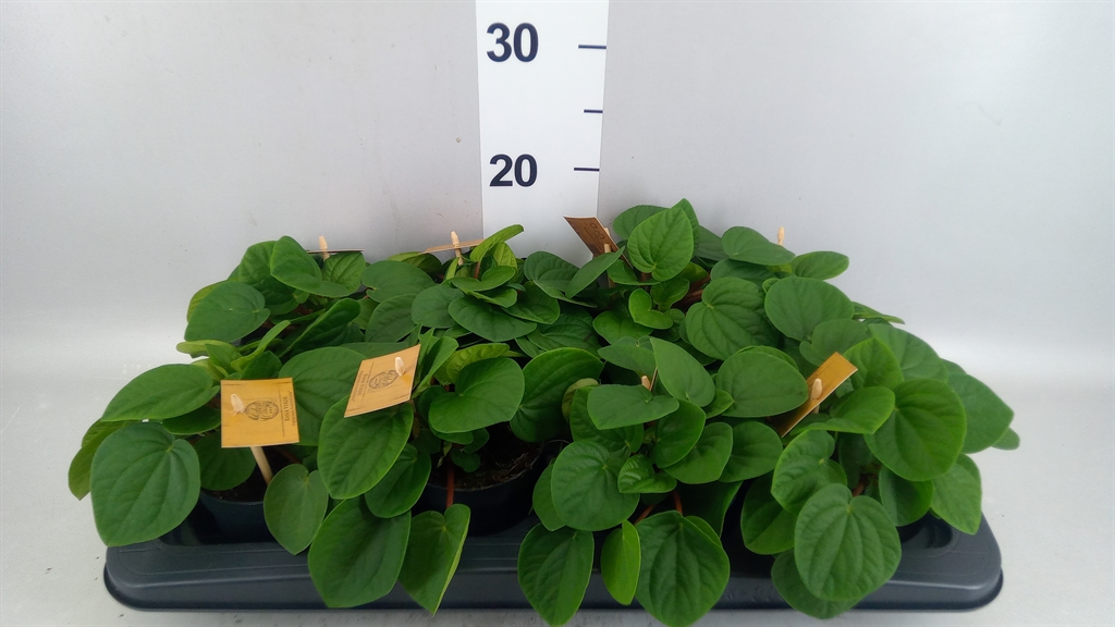 Peperomia Albovittata Rana Verde 10Ø 15cm