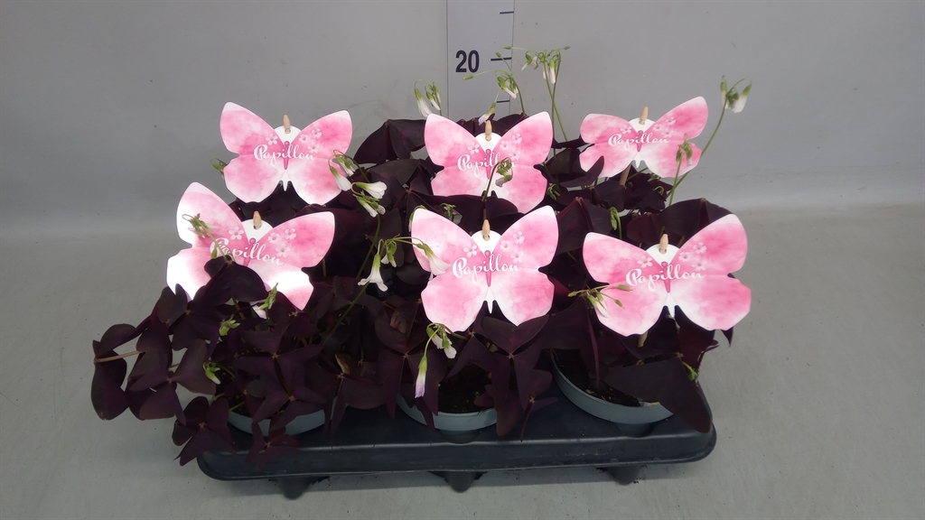 Oxalis Mijke 12Ø 20cm