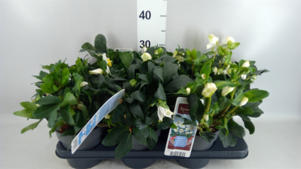 Helleborus Niger 15Ø 30cm