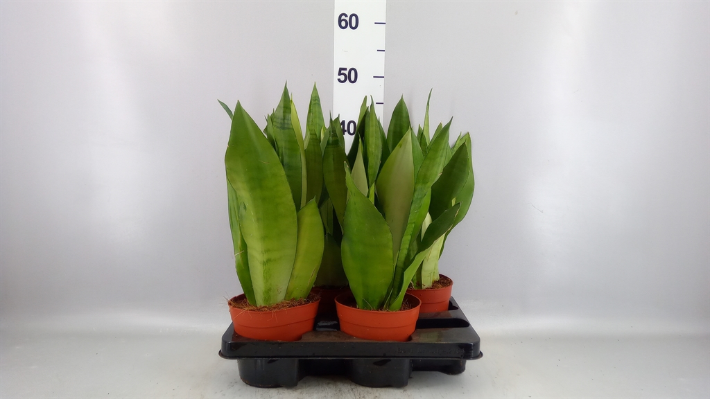 Sansev Moonshine 14Ø 50cm