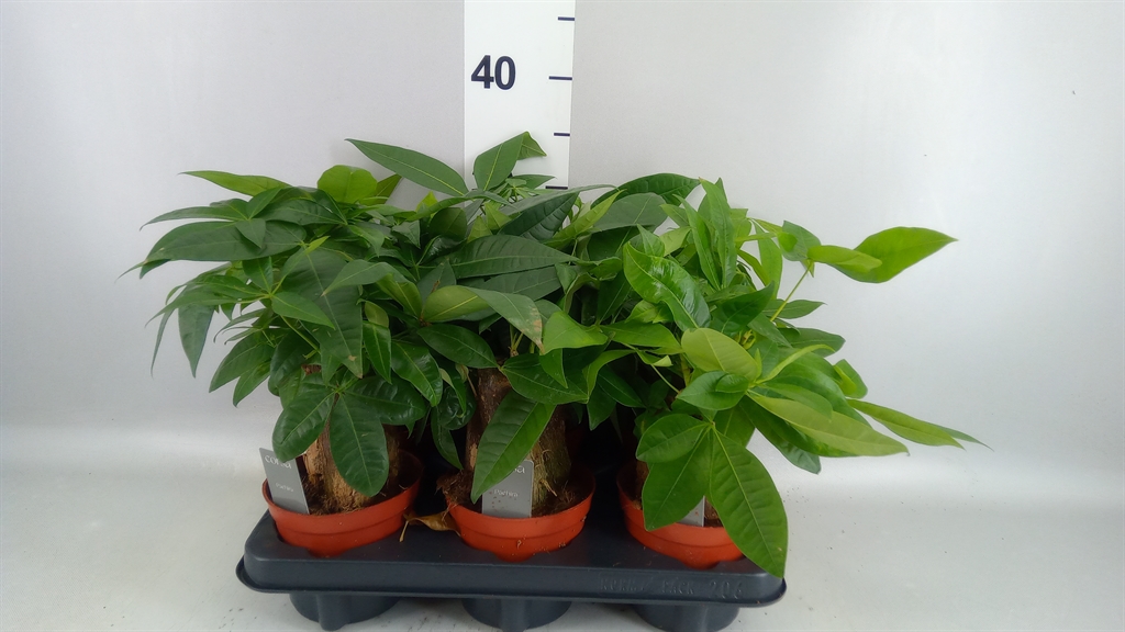 Pachira Aquatica 12Ø 35cm