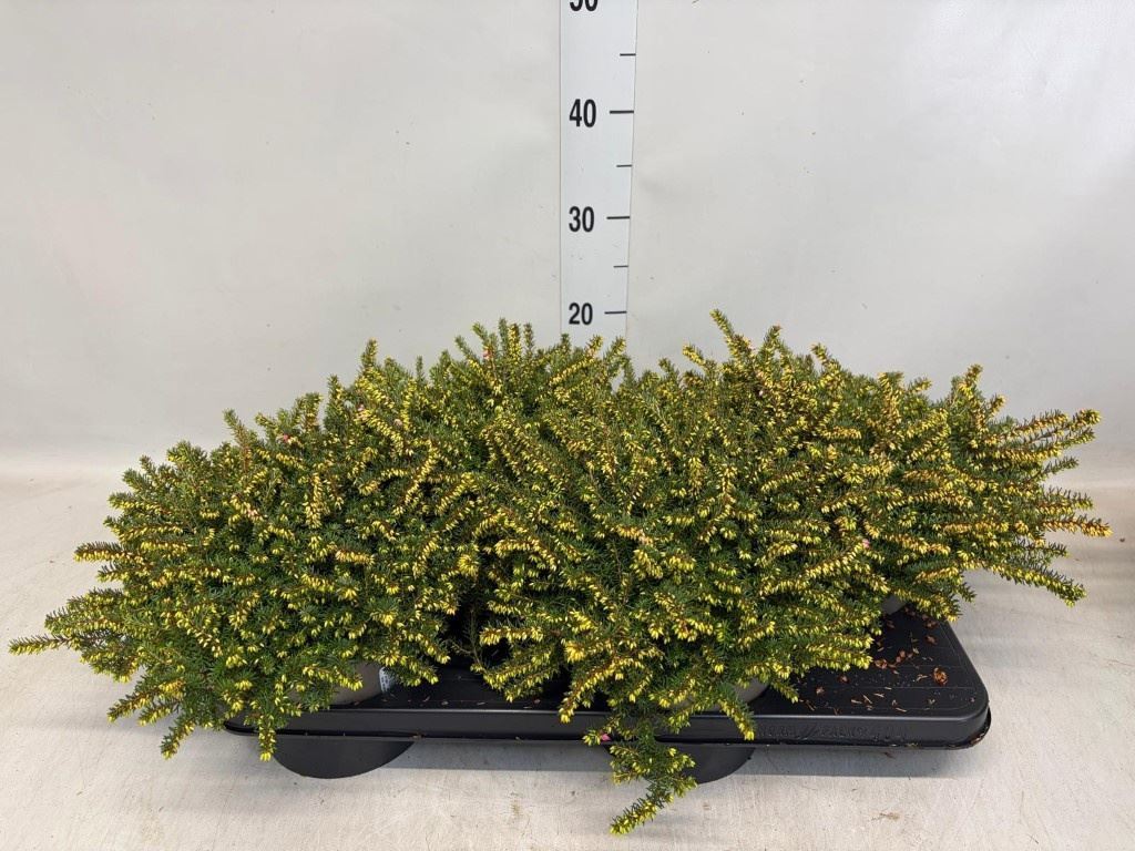Erica Darleyensis Kramer's Rote 17Ø 25cm