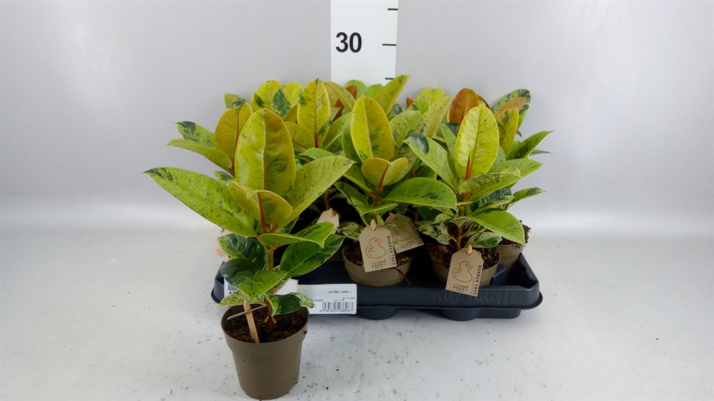 Ficus Mix 4 Spieces 9Ø 30cm