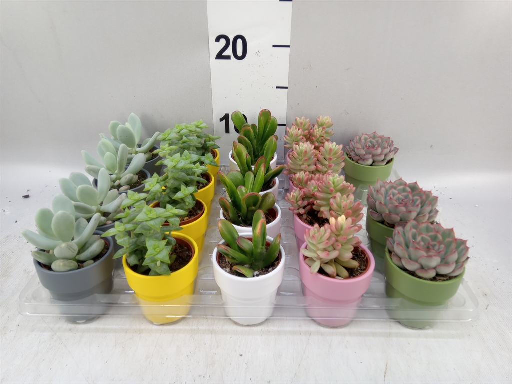 Cactus Decorated 5Ø 10cm