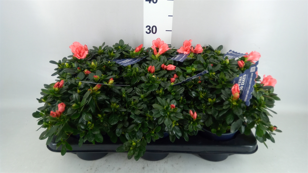 Rhododendron Hortinno Christine Matton 13Ø 25cm
