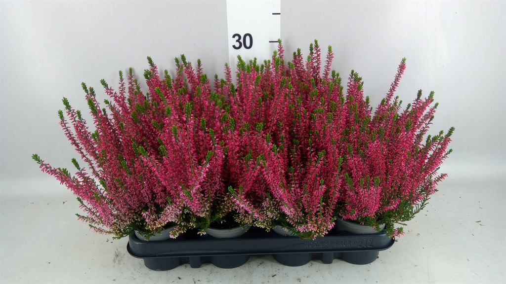 Calluna Beauty Ladies Siska 9Ø 20cm