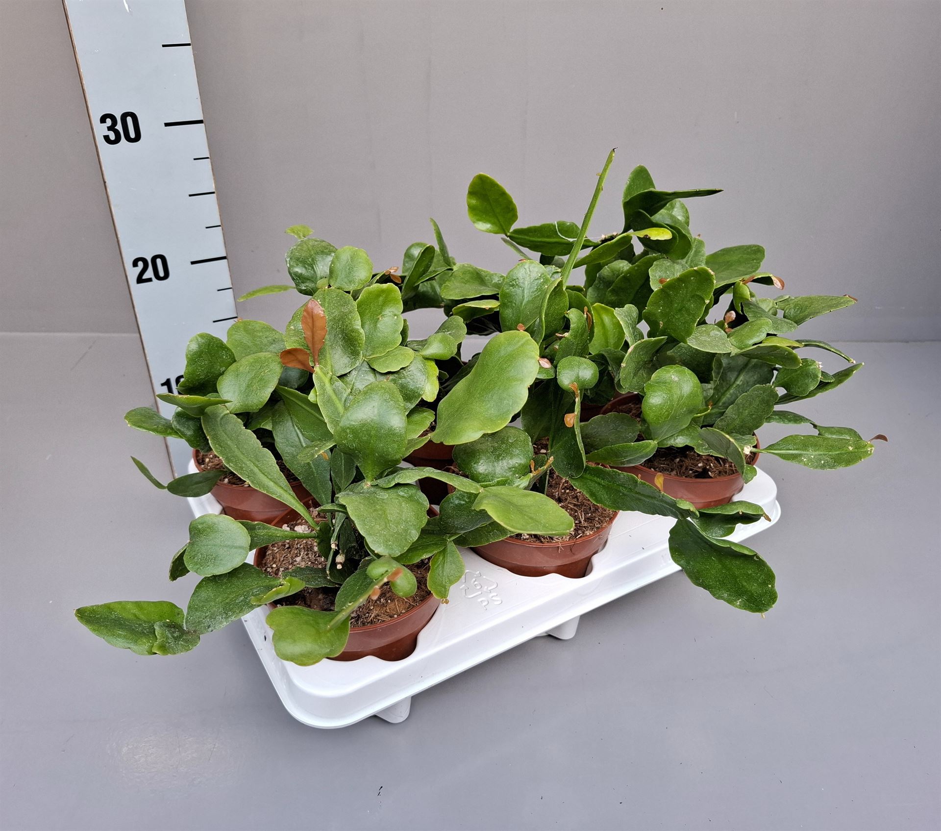 Rhipsalis Ov 12Ø 20cm