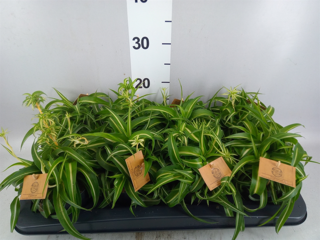 Chlorophytum Bonnie 12Ø 20cm