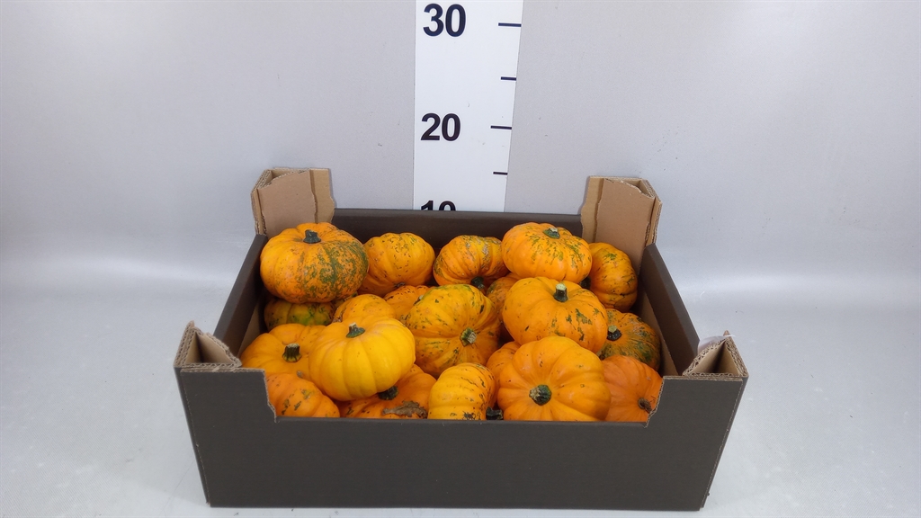 Cucurbita Pepo Jack Be Little