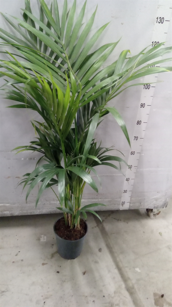 Howea Forsteriana 21Ø 130cm
