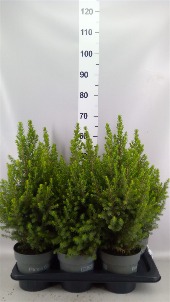 Picea Glauca Magnifique 17Ø 60cm