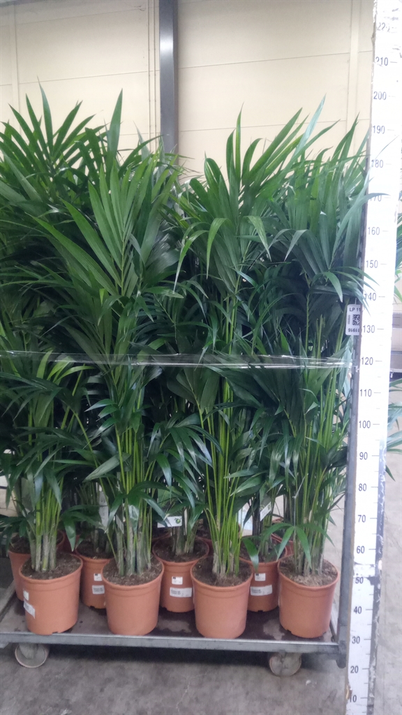 Howea Forsteriana 24Ø 170cm