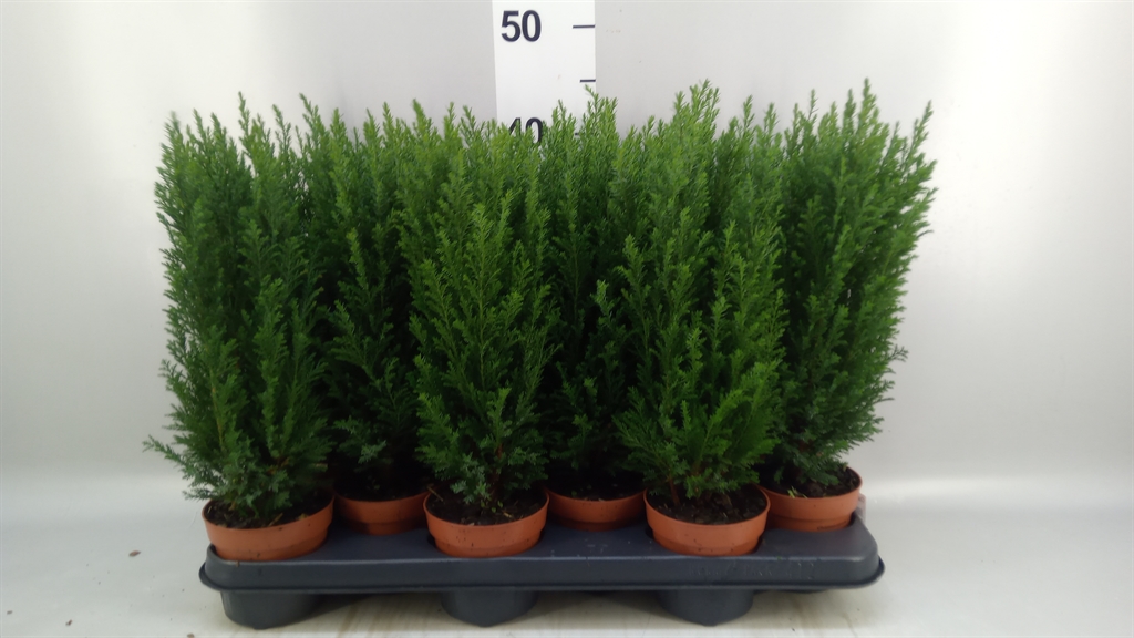 Chamaecyparis Ellwoodii 11Ø 40cm