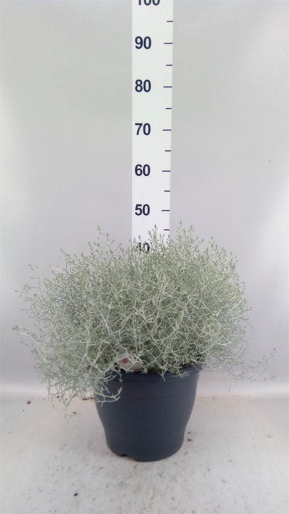 Leucophyta Brownii 26Ø 45cm