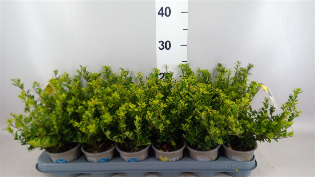 Ilex Dark Green 9Ø 15cm