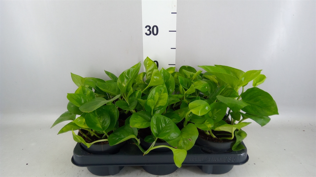 Epipremnum Global Green 12Ø 20cm