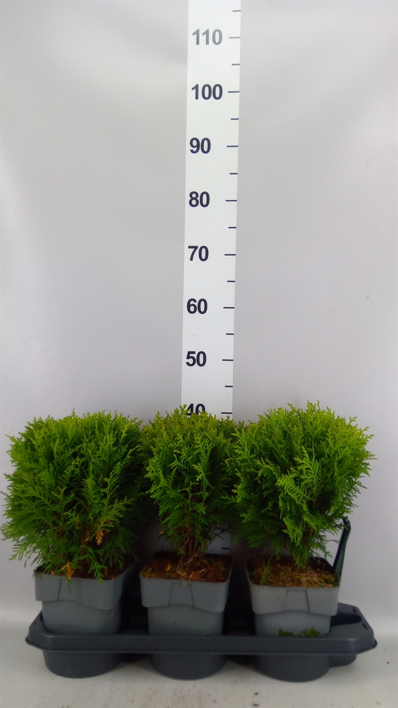 Thuja Occidentalis Danica 17Ø 27cm