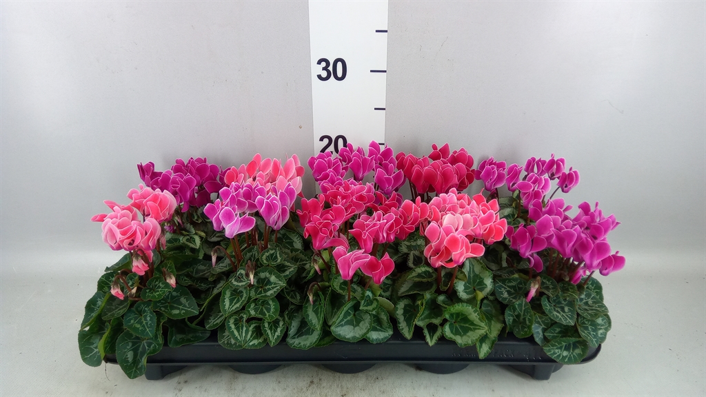Cyclamen Smartiz 9Ø 18cm