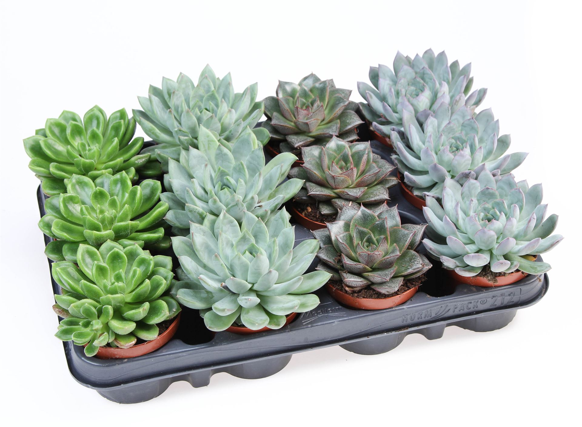 Echeveria Mixed 508Ø