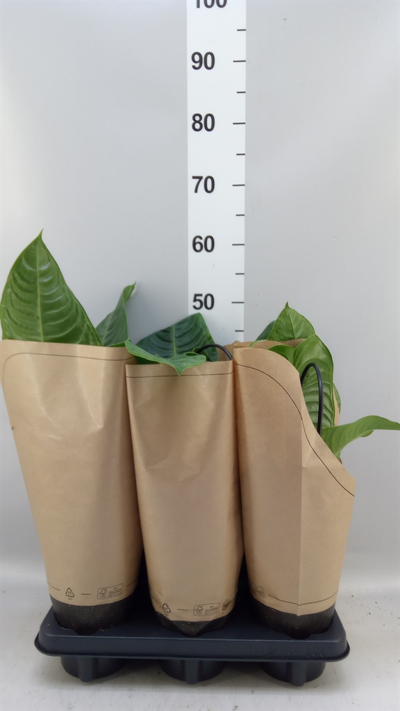 Anthu Overig 12Ø 45cm