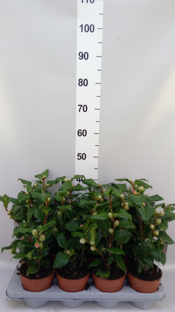 Camellia Japonica Dr King 13Ø 40cm