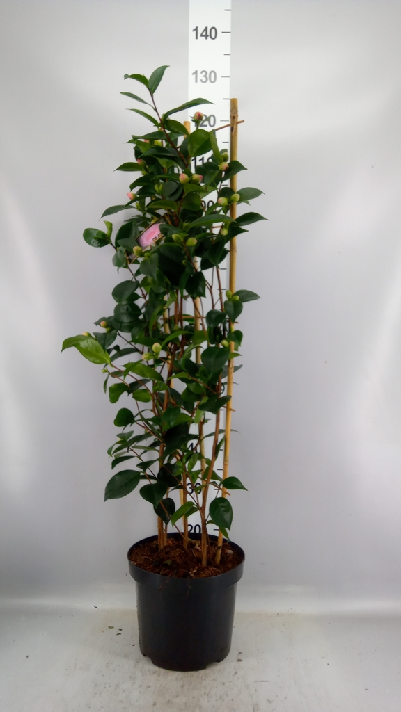 Camellia Japonica William Bartlett 26Ø 110cm