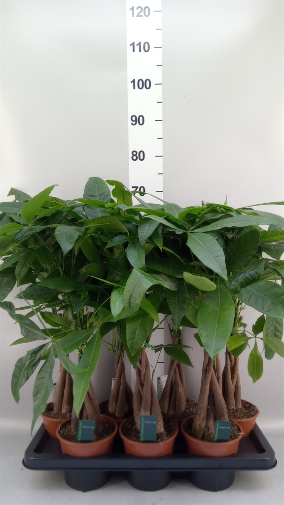 Pachira Aquatica 14Ø 65cm