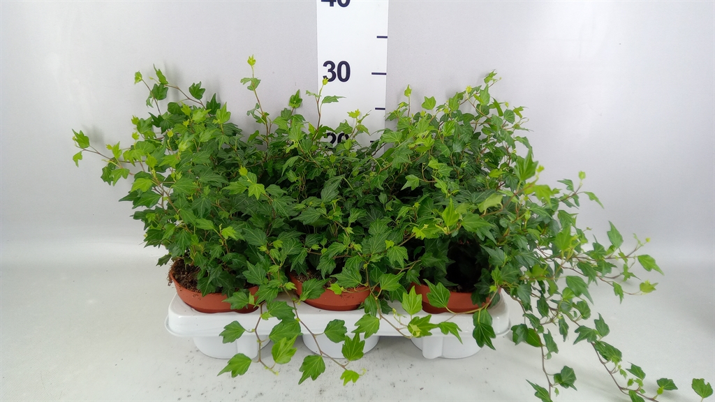 Hedera Helix Jessica 13Ø 15cm