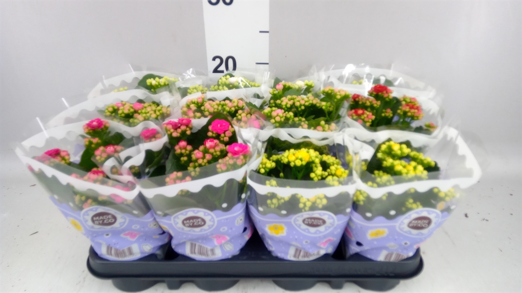 Kalanchoe Double Mix 9Ø 19cm