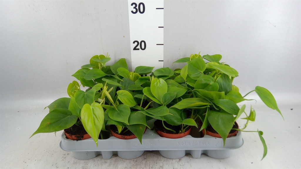 Phil Scandens 508Ø 12cm