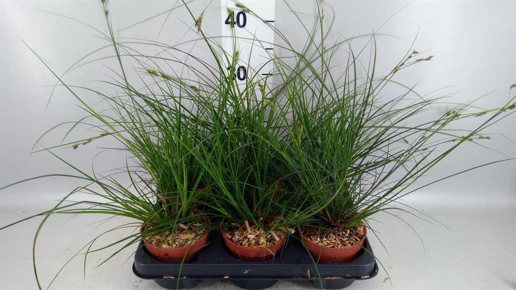 Carex Brunnea 12Ø 25cm