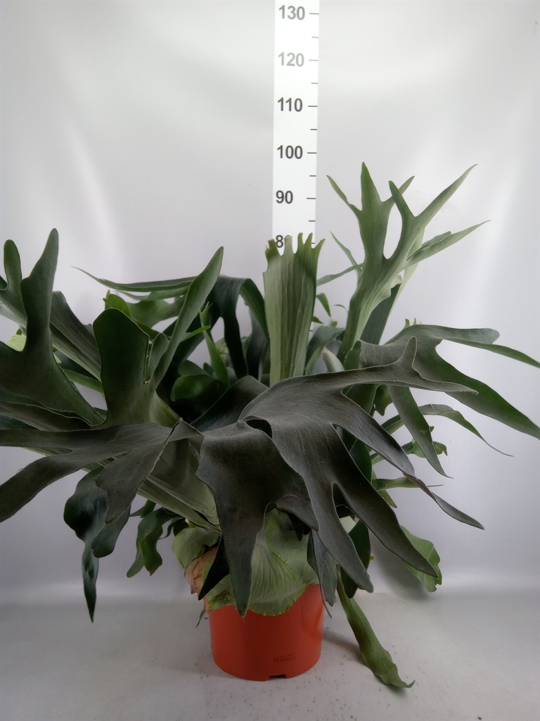 Platycerium Bifurcatum 26Ø 80cm