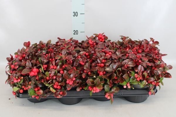 Gaultheria Procumbens 13Ø 20cm